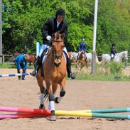 Anden særlig race Rasmus