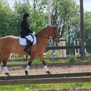 Anden særlig race Rasmus