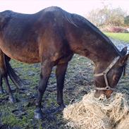 Anden særlig race Luna xenophelia