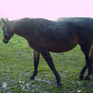 Anden særlig race Luna xenophelia