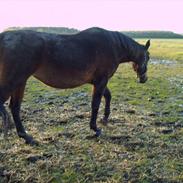 Anden særlig race Luna xenophelia