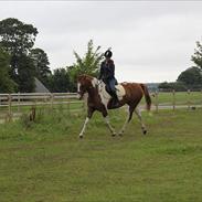 Anden særlig race Penelope