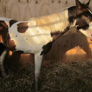 Pinto A.B Marlee (SOLGT)