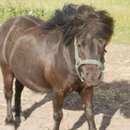 Shetlænder 'Classic