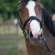 DSP Birkedals Maggie May 