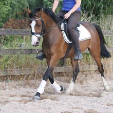 DSP Birkedals Maggie May 