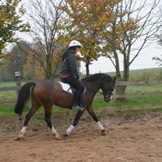 DSP Birkedals Maggie May 