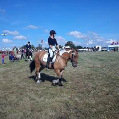 Anden særlig race B.S