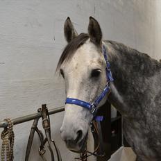 Anden særlig race Felix  (redet)