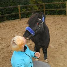 Knabstrupper I Moonlight Shadow