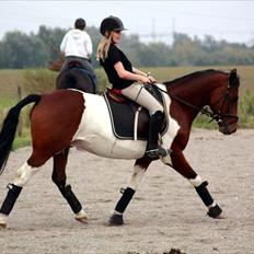 Anden særlig race Indi Falcon