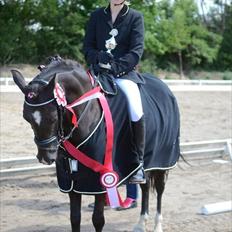 Sportsaraber (A) Lundgårds Tiger Lili