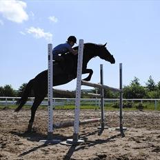 Sportsaraber (A) Lundgårds Tiger Lili