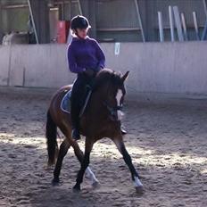 Anden særlig race Kaspar