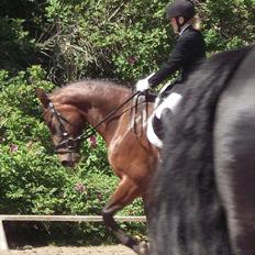 Anden særlig race Dalshøj Malina