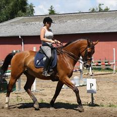 Dansk Varmblod Beaujolais