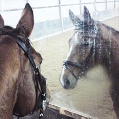 Dansk Varmblod Beaujolais