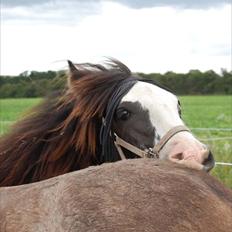 Irish Cob White Horse Purple Rain