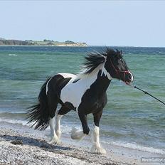 Irish Cob irish-swan Lord Landon