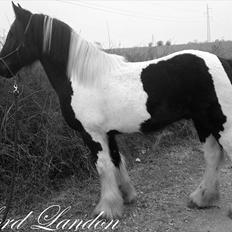 Irish Cob irish-swan Lord Landon