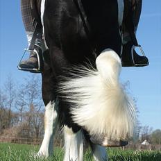 Irish Cob irish-swan Lord Landon