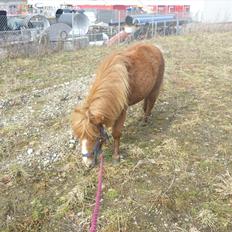 Miniature Wendeline Van Der Wilspedijk