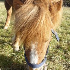 Miniature Wendeline Van Der Wilspedijk