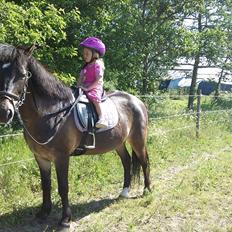 Anden særlig race Hugo