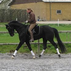 Dansk Varmblod Gørklintgårds Schufro Boy - SOLGT