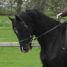Dansk Varmblod Gørklintgårds Schufro Boy - SOLGT