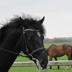 Dansk Varmblod Gørklintgårds Schufro Boy - SOLGT