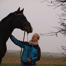 Dansk Varmblod CASOPRANO (Følle)