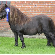 Shetlænder Bakkens Makalu