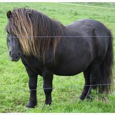 Shetlænder Bakkens Makalu