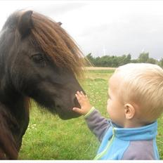 Shetlænder Bakkens Makalu
