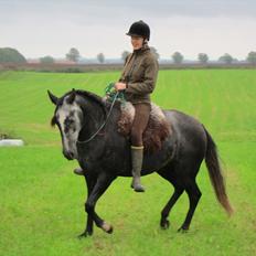 Lusitano Bailarina