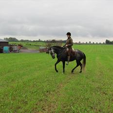 Lusitano Bailarina