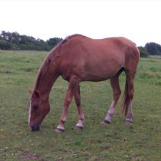 Anden særlig race Amare