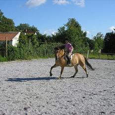Anden særlig race Lukas