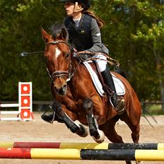 Belgisk Sportspony Asjemenou Vh Waterschoot 