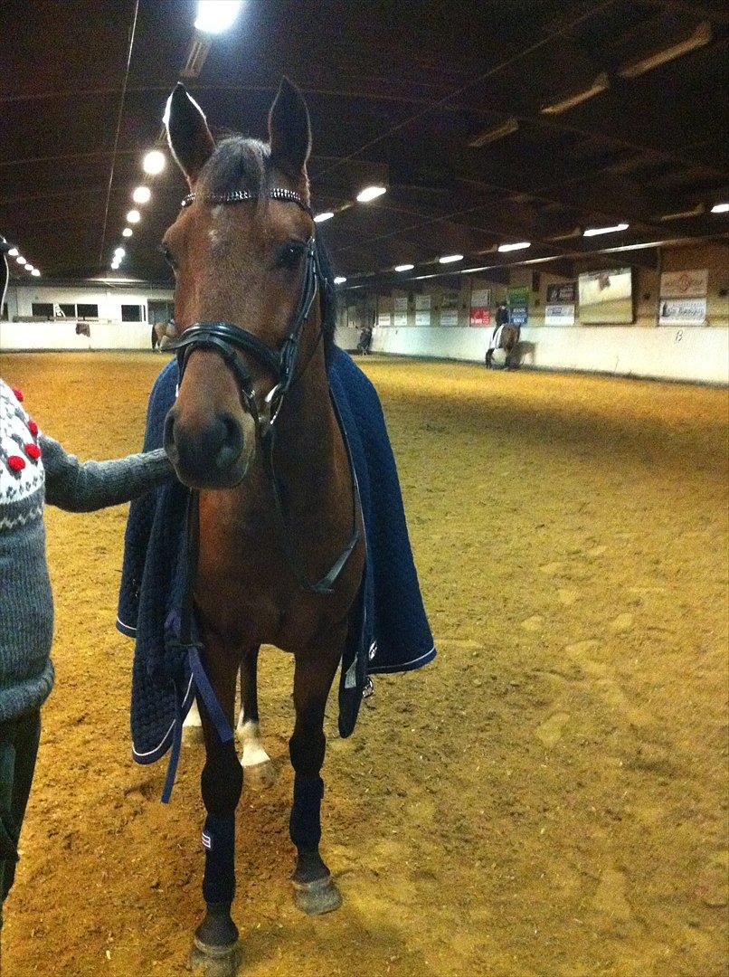 Hollandsk Sportspony Orchid's Dynamite - Igen billede 6