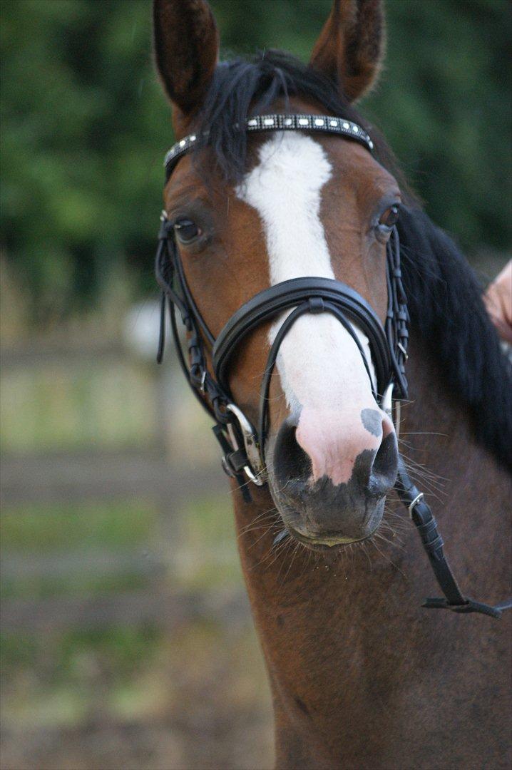 DSP Birkedals Maggie May  billede 1