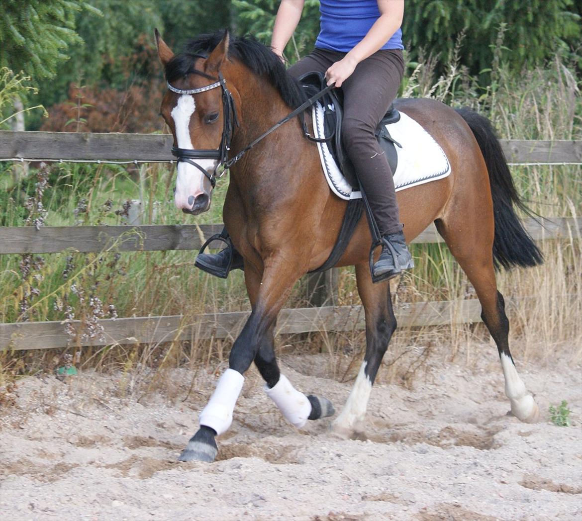 DSP Birkedals Maggie May  billede 2