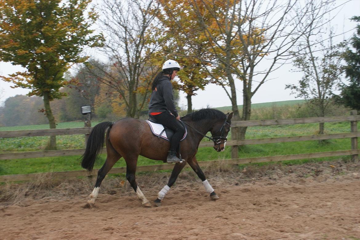 DSP Birkedals Maggie May  billede 3