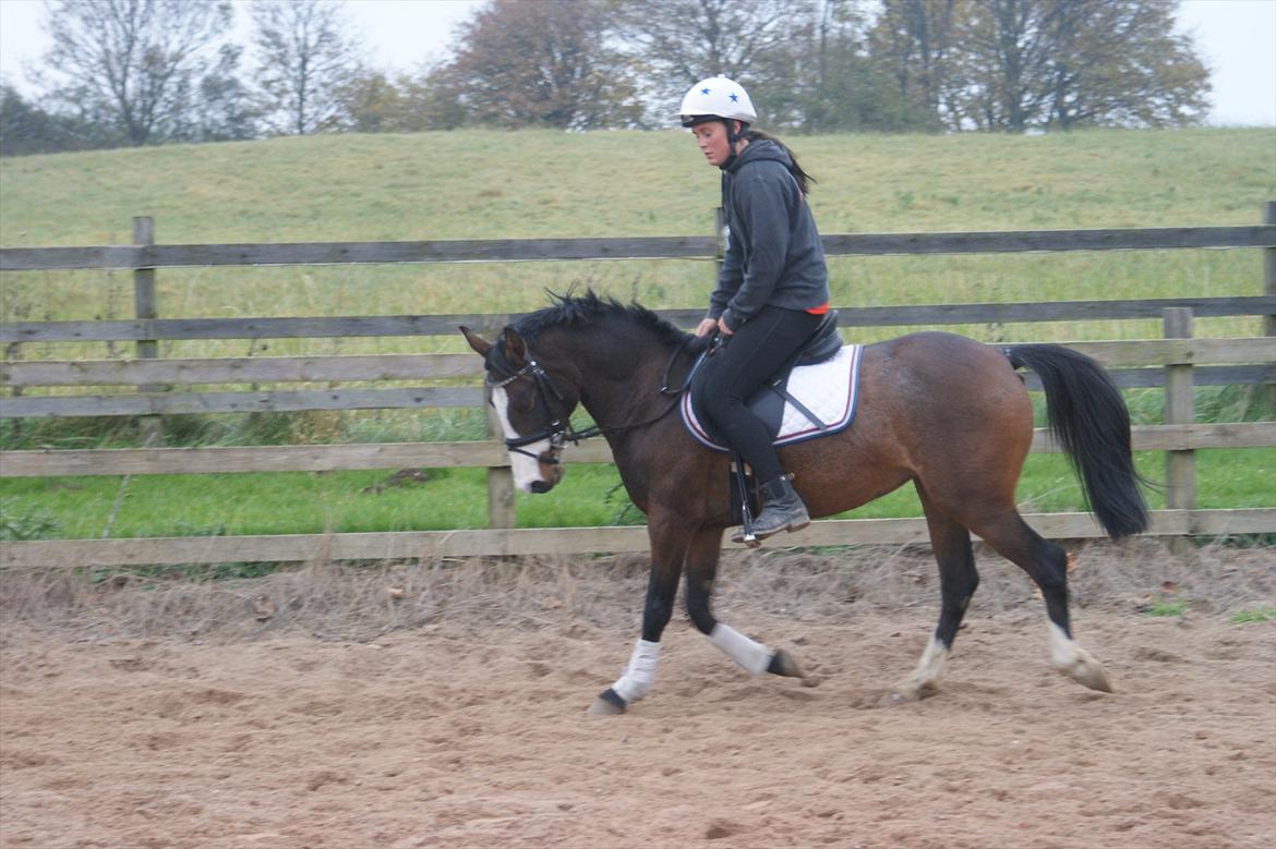 DSP Birkedals Maggie May  billede 4