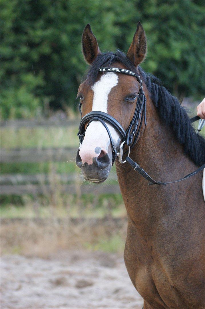 DSP Birkedals Maggie May  billede 5