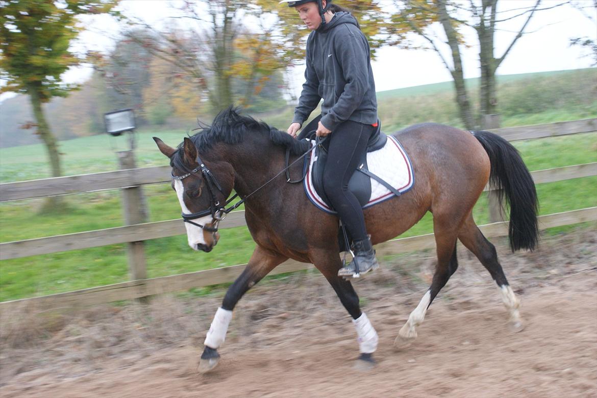 DSP Birkedals Maggie May  billede 6