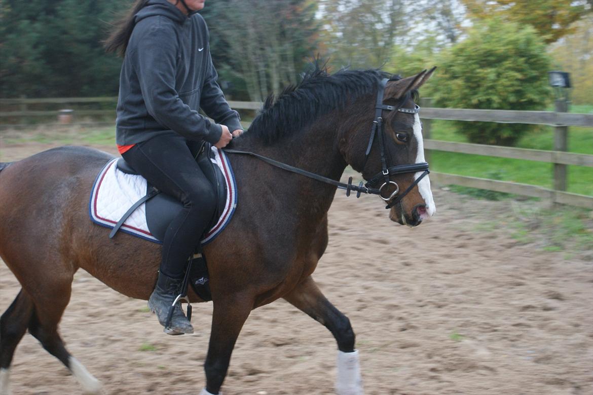 DSP Birkedals Maggie May  billede 7