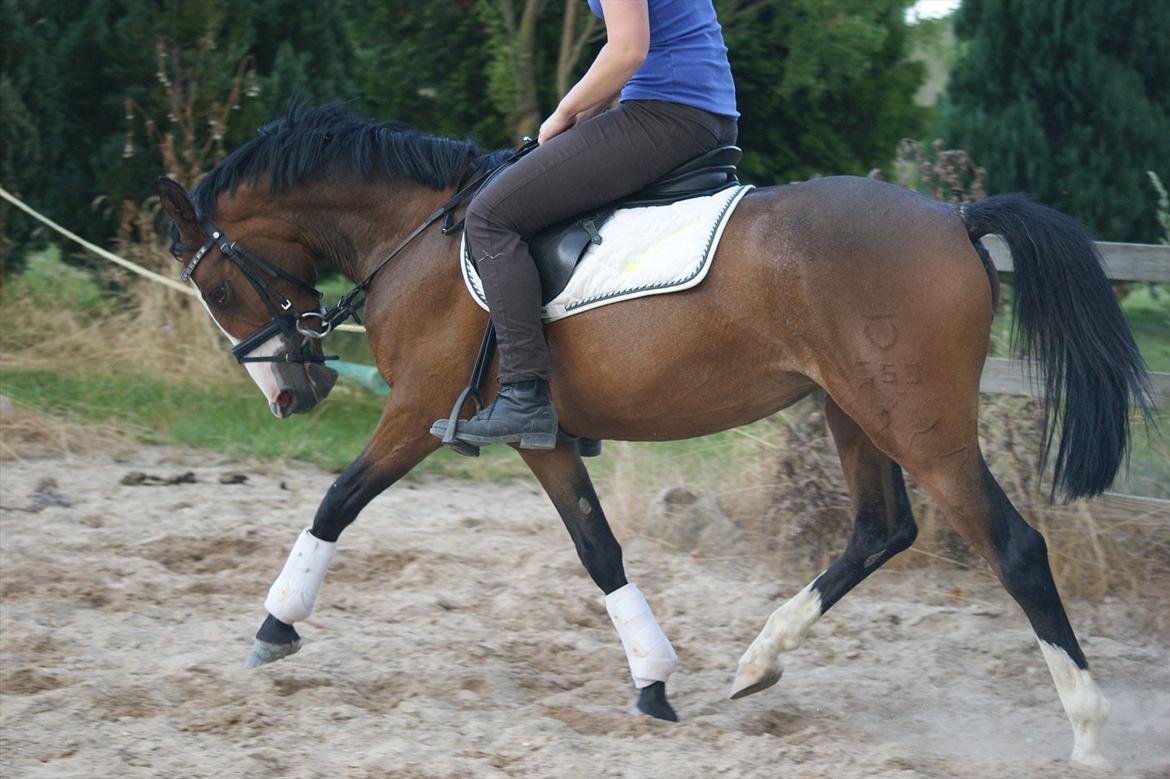 DSP Birkedals Maggie May  billede 8