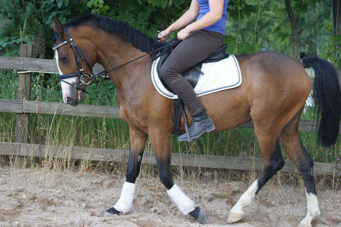 DSP Birkedals Maggie May  billede 9